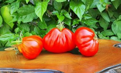 cuore antico di pianfei1